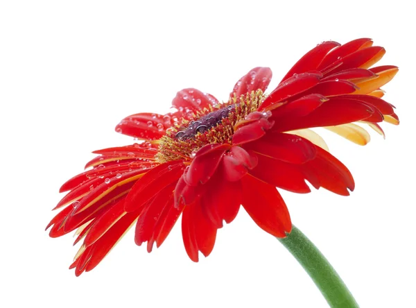 Wassertropfen Auf Rote Gerbera Blüten Weißer Hintergrund — Stockfoto