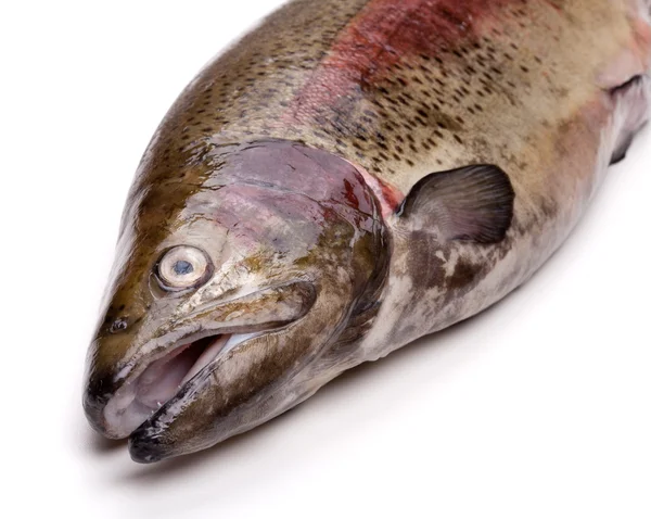 Fresh russian salmon — Stock Photo, Image