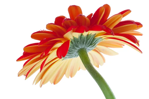 Gerbera červená květina, Pohled zdola — Stock fotografie
