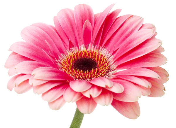 분홍빛 꽃봉오리 — 스톡 사진