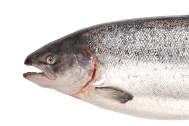 Fresh big salmon clipart
