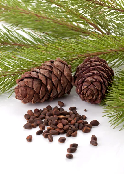 Siberian pine nötter och nålar gren — Stockfoto