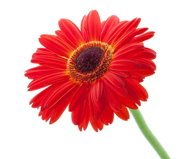 Rode gerbera bloem — Stockfoto