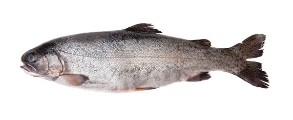 Fresh-water salmon — Stock Photo, Image
