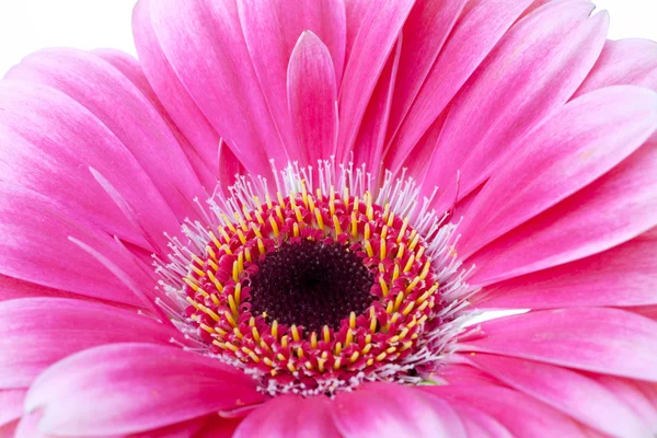 Primo piano fiore rosa — Foto Stock