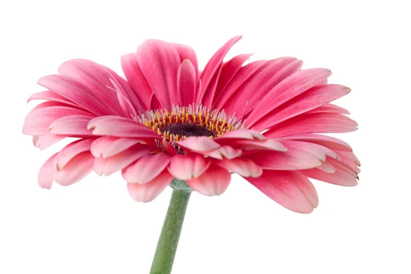 Rosa Gerbera Blume am Stiel — Stockfoto