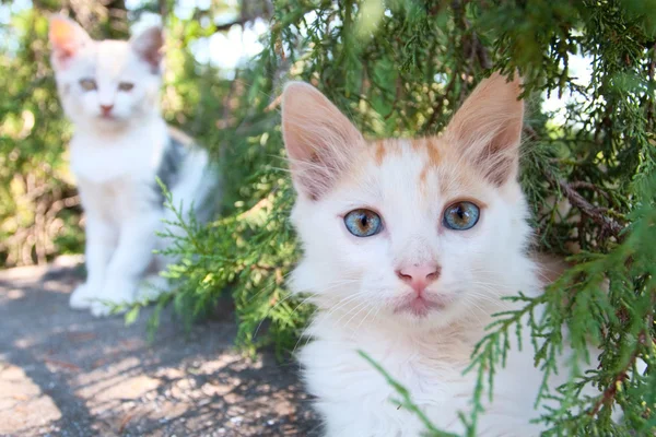 Two cute white kittens — Stock Photo, Image