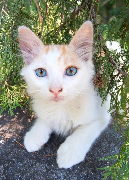 Cute white kitten — Stock Photo, Image