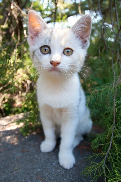Niedliches weißes Kätzchen — Stockfoto