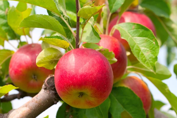 Rode appels op appelboom tak — Stockfoto