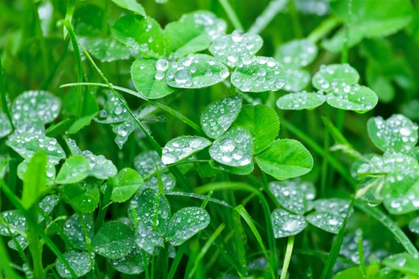 Clover with a dew drops on it — Stock Photo, Image