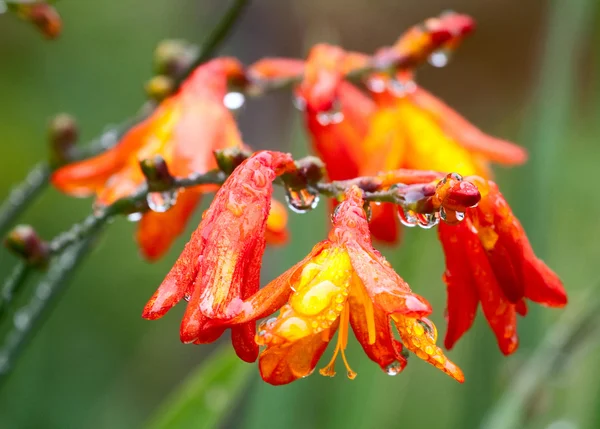 Помаранчеві квіти з краплями води — стокове фото