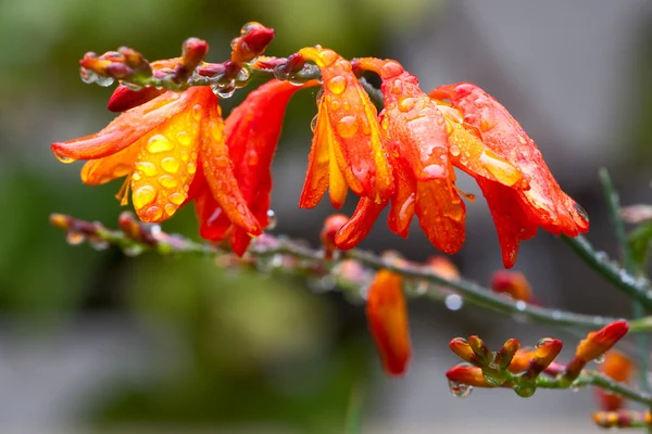 Orange flowers with water drops — Stock Photo, Image