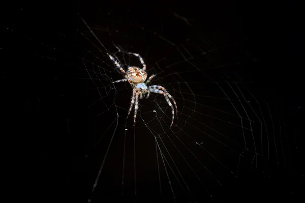 Çapraz veya Avrupa örümcek (Araneus diadematus) kendi web — Stok fotoğraf