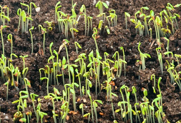 Young green sprouts in the ground — Stock Photo, Image