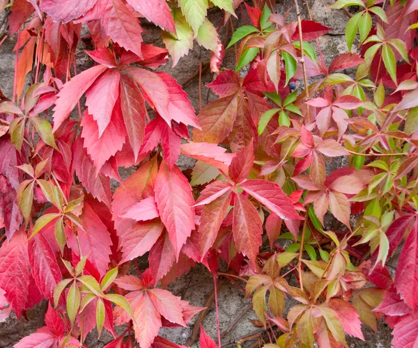 Крупним планом червоне листя плюща на кам'яній стіні — стокове фото