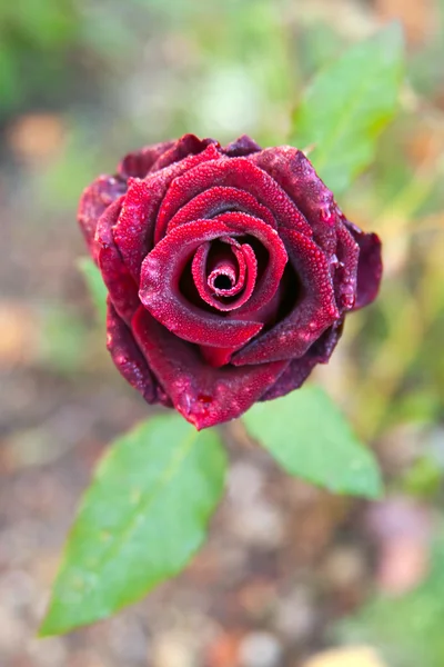 Closeup of a young red rose covered by water drops — Stock Photo, Image