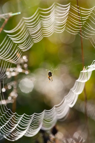 Паук в паутине, покрытый утренней росой — стоковое фото