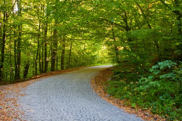 Порожня дорога в літньому лісі або парку — стокове фото