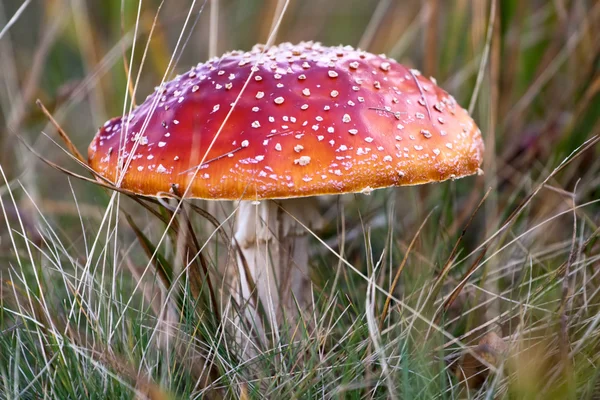 Флай Амантіта отруйний гриб — стокове фото