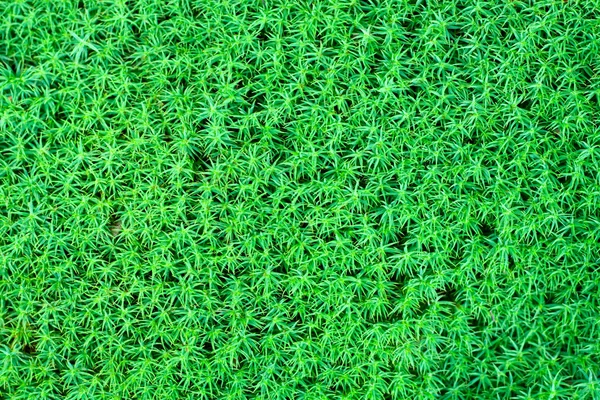 Grönska naturliga bakgrund — Stockfoto