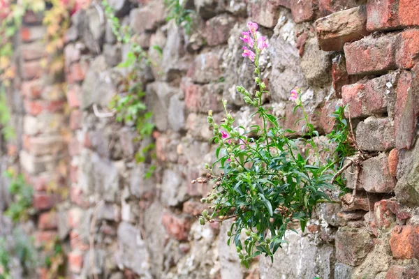 Красивый цветок растет на кирпичной стене — стоковое фото