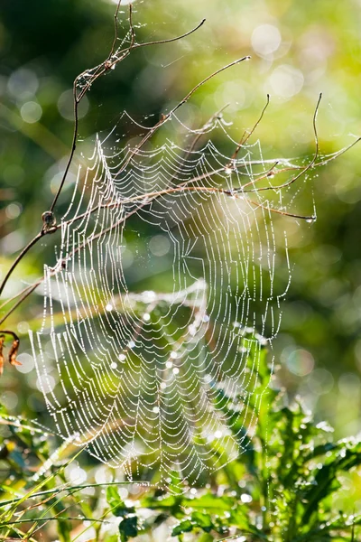 Spider's web with a morning dew — Stock Photo, Image