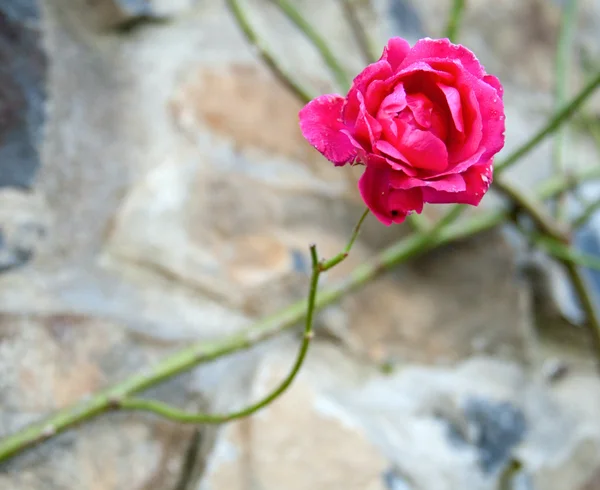 Beautiful pink rose growing on a stone wall — Stock Photo, Image