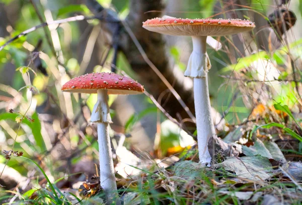 Fly amanita mushrooms in the wood — Stock Photo, Image