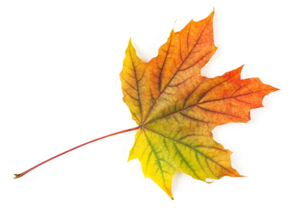 Gelbes Herbstblatt isoliert auf weißem Hintergrund — Stockfoto