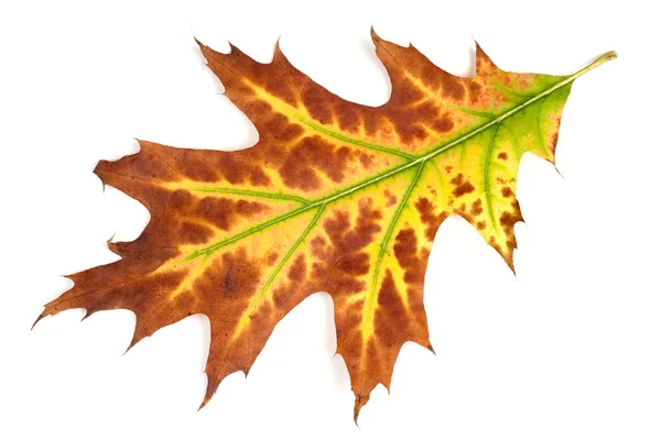 Autumn yellow leaf isolated on white background — Stock Photo, Image