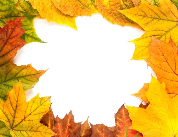 秋天的黄叶在白色的叶子上隔绝 — 图库照片