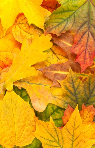 Beau fond jaune feuilles d'automne — Photo