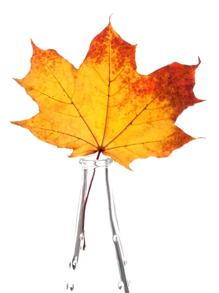 Autumn yellow maple leaf isolated on white background — Stock Photo, Image