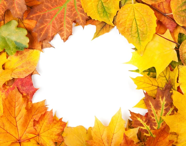 Foglie di autunno giallo isolate su bianco — Foto Stock