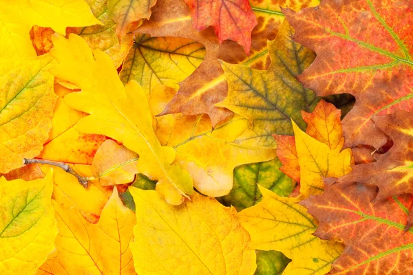 Bella giallo foglie sfondo — Foto Stock