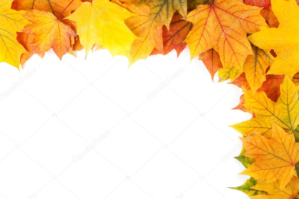 Beautiful yellow leaves isolated on white background