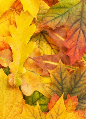 Beautiful yellow autumn leaves background