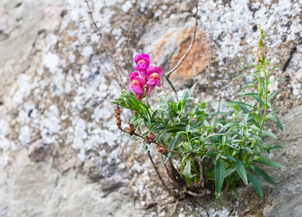 Όμορφο ροζ λουλούδι αυξάνεται σε ένα πέτρινο τοίχο — Φωτογραφία Αρχείου
