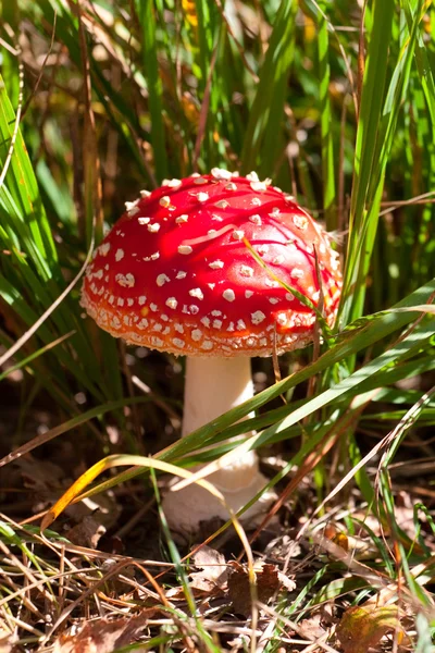 毒菌 (飞鹅膏) 蘑菇在草丛中 — 图库照片