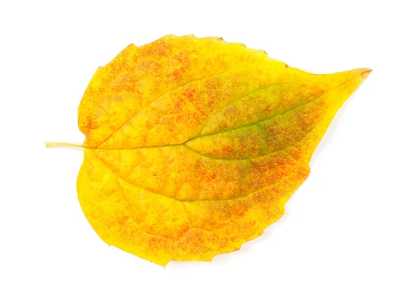 Folha de outono amarelo isolado no fundo branco — Fotografia de Stock