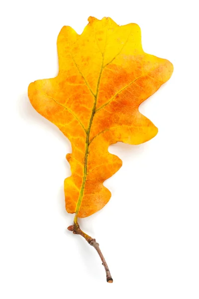 Folha de outono amarelo isolado no fundo branco — Fotografia de Stock