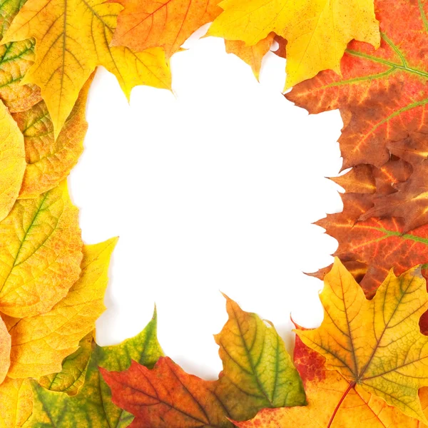 Folhas de outono amarelas isoladas em branco — Fotografia de Stock