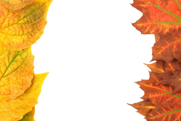 Folhas de outono amarelas isoladas no fundo branco — Fotografia de Stock