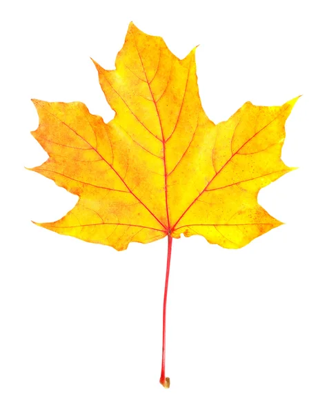 白い背景上に分離されて黄色の秋の葉 — ストック写真