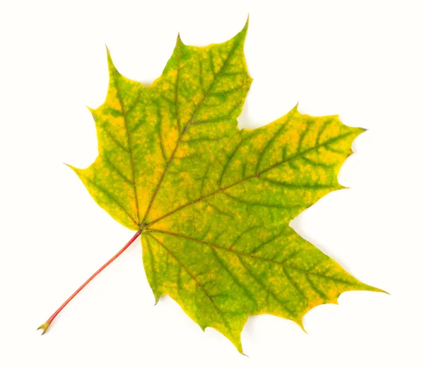 Folha de outono amarelo-verde isolada no fundo branco — Fotografia de Stock