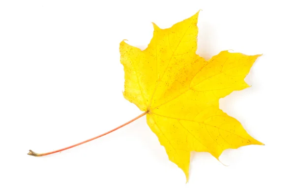 Yellow autumn leaf isolated on white background — Stock Photo, Image