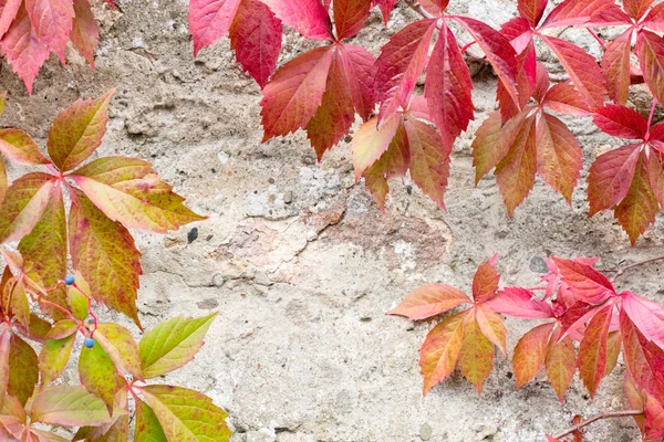 Крупний план червоного листя плюща на сірому кам'яному фоні — стокове фото
