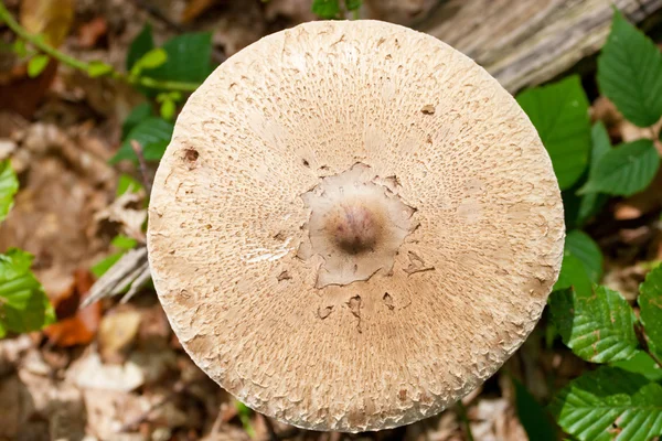 Close-up de chapéu de cogumelo cigano — Fotografia de Stock