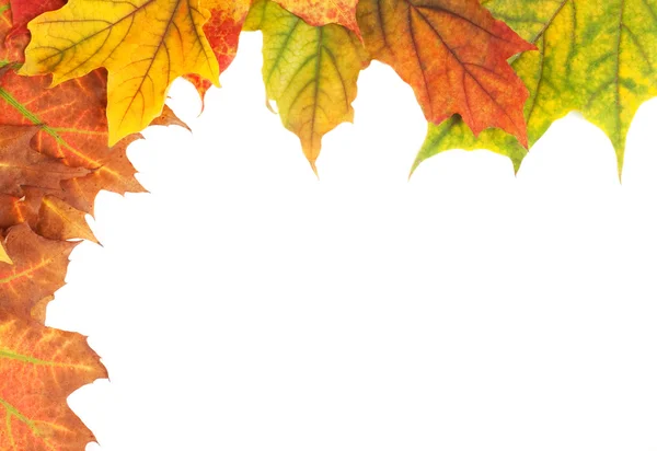 Gelbe Herbstblätter isoliert auf weißem Hintergrund — Stockfoto